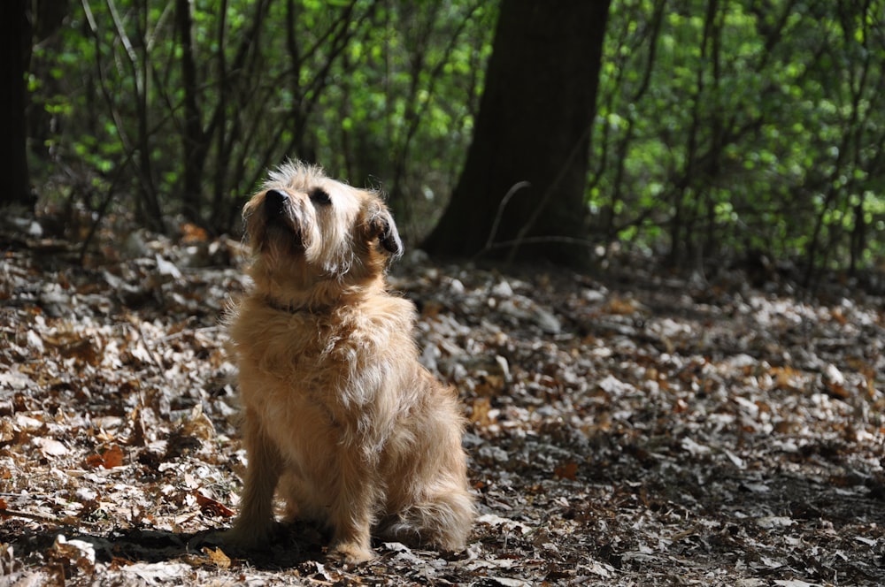 brown long coated small dog on forest during daytime