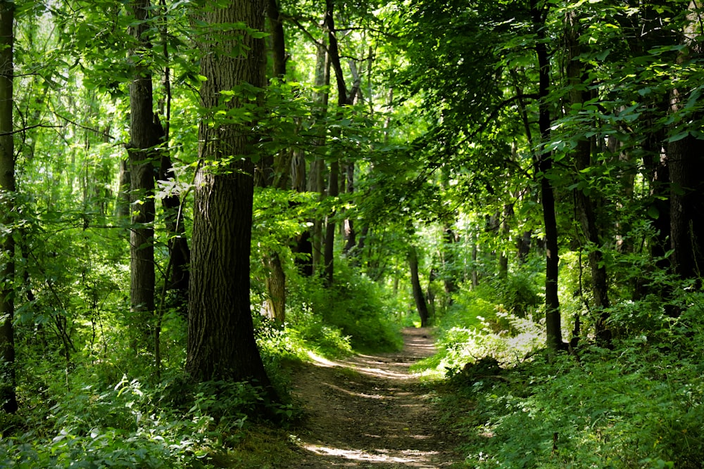 green trees and plants during daytime