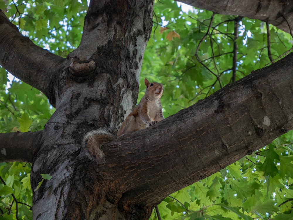 brown and white squirrel on brown tree trunk during daytime