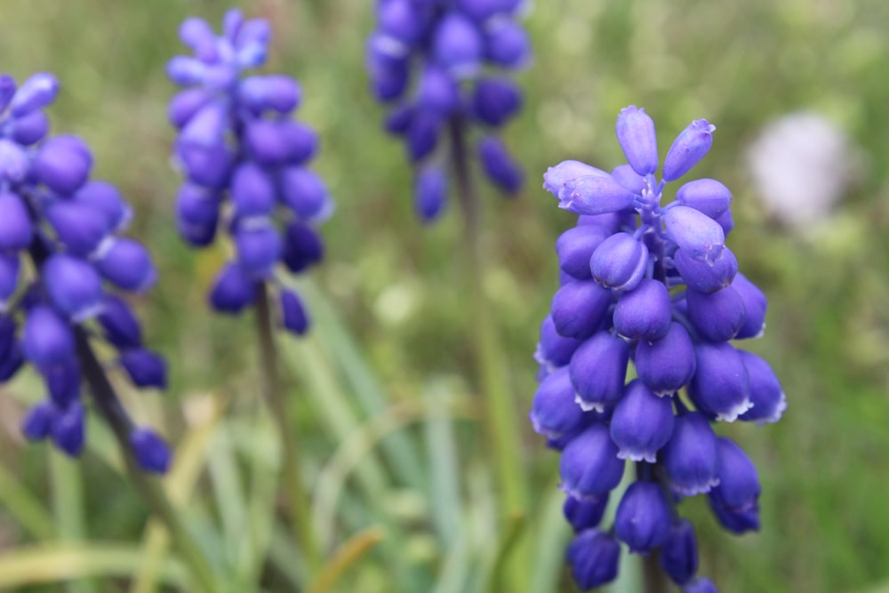 purple flower in tilt shift lens