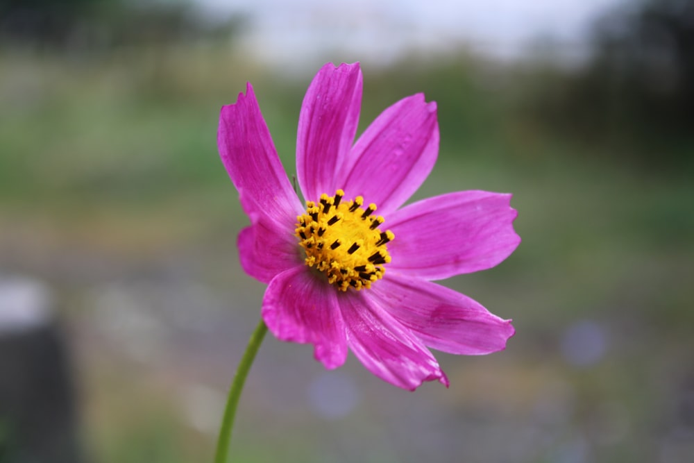 purple flower in tilt shift lens