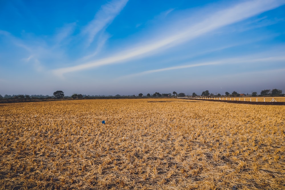 brown field under blue sky during daytime