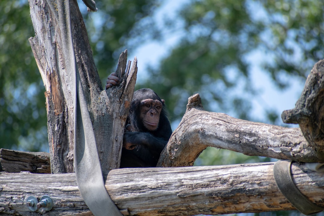  black monkey on brown wooden fence during daytime chimpanzee