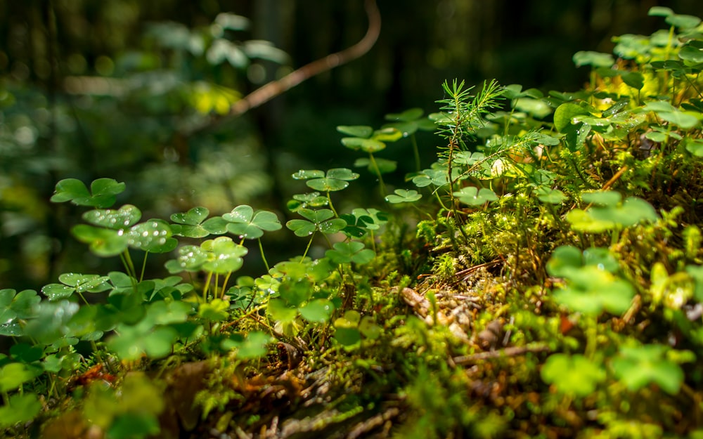 green plant on brown soil