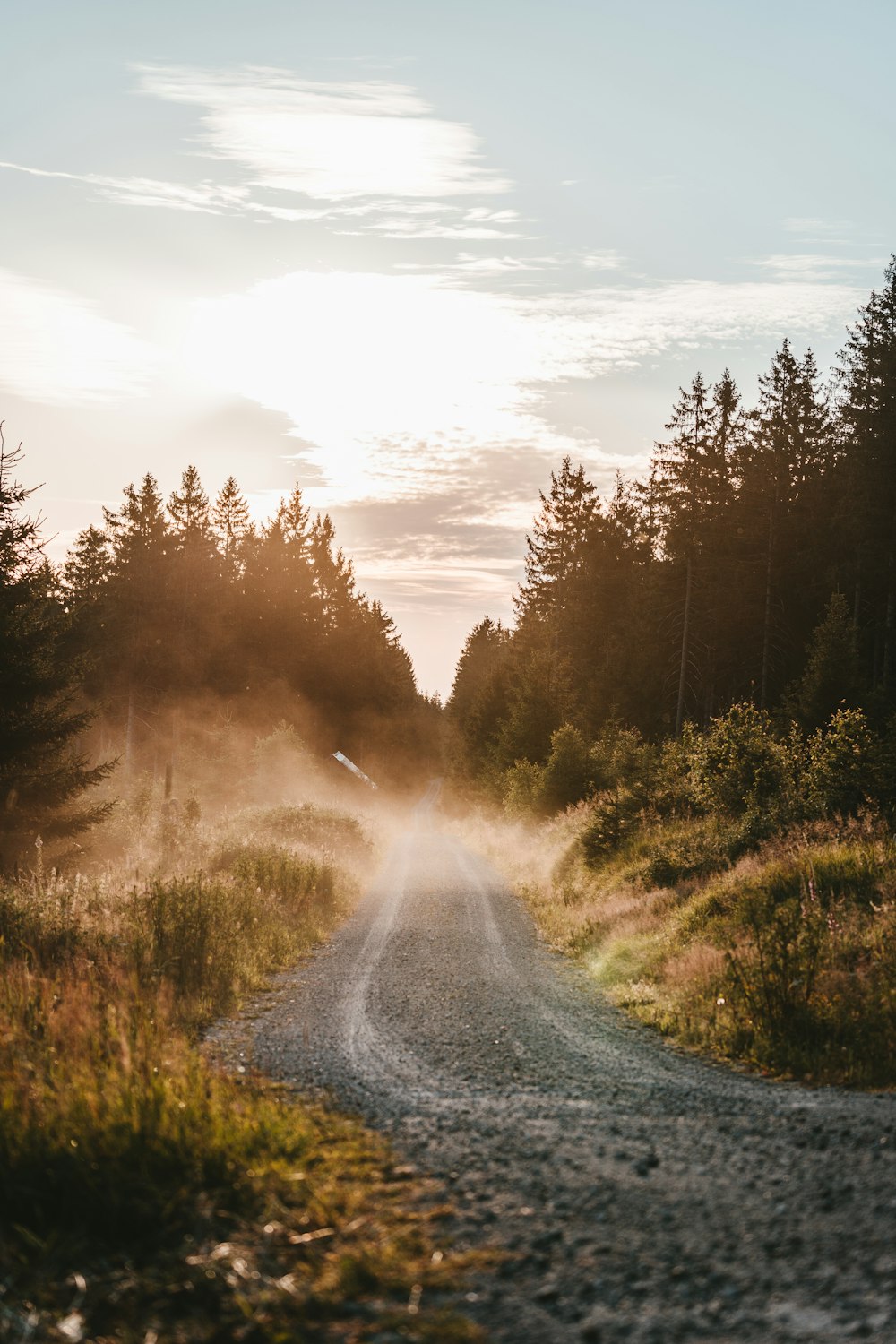 gray asphalt road between green trees during daytime