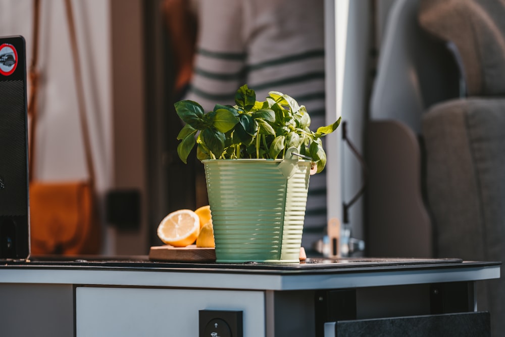 green plant in green plastic pot on brown wooden table