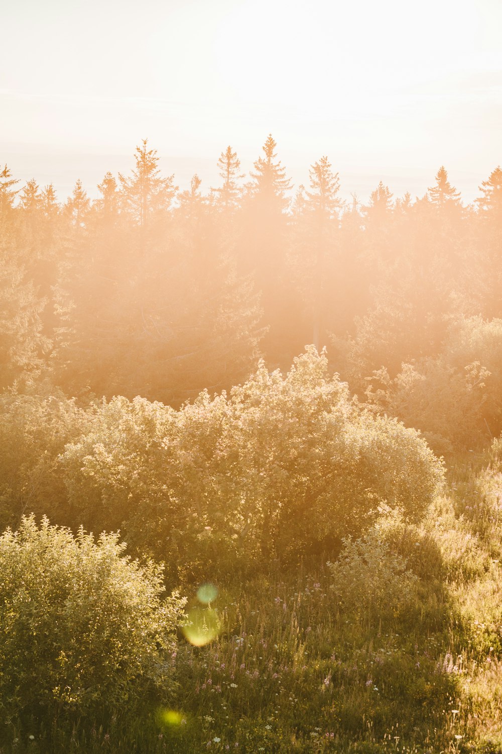 green trees under white sky during daytime