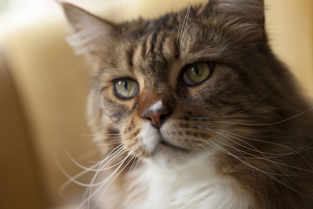 brown and white tabby cat