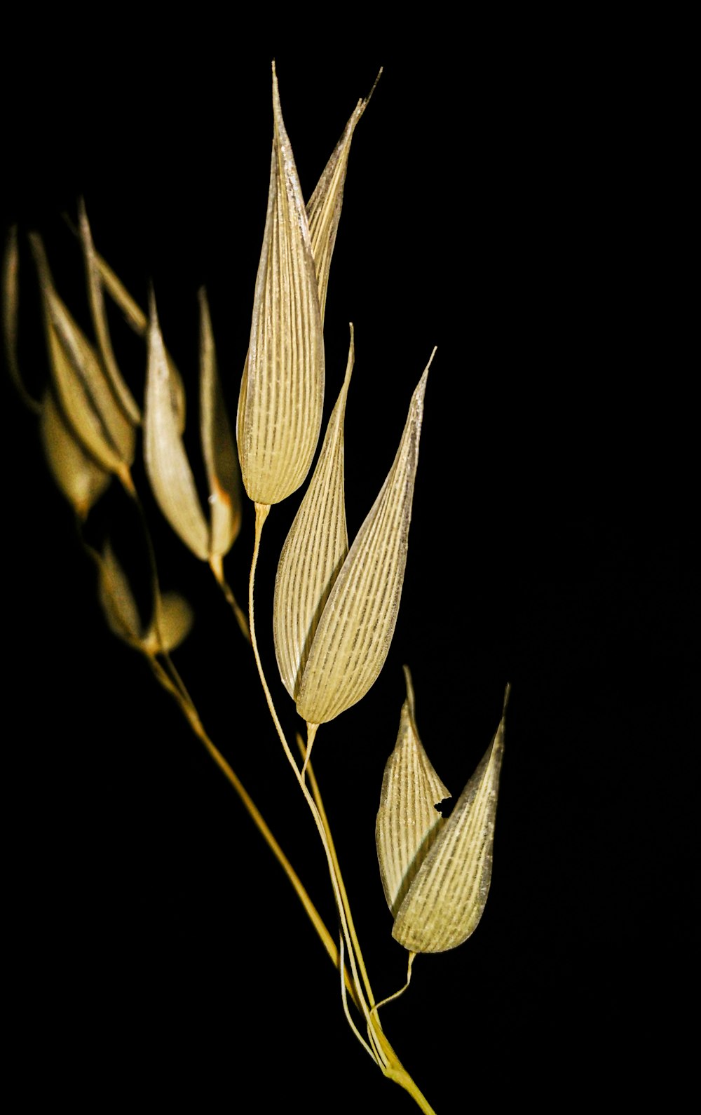 white and green plant in black background