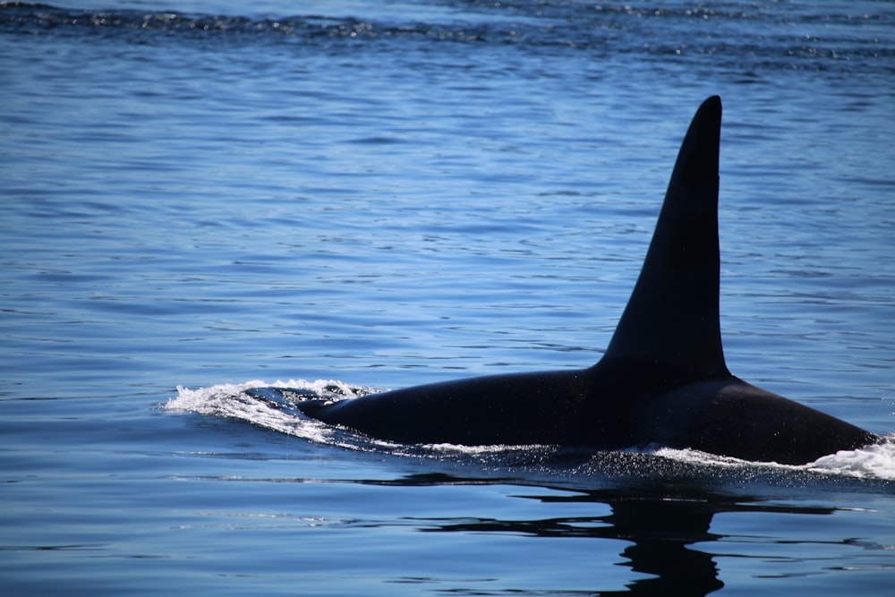 black and white whale on blue sea during daytime