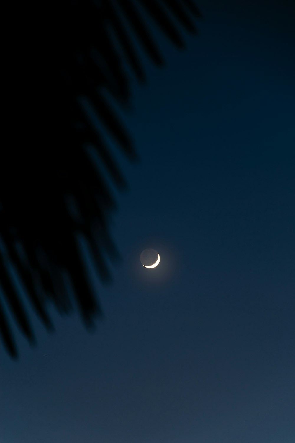 full moon over palm trees