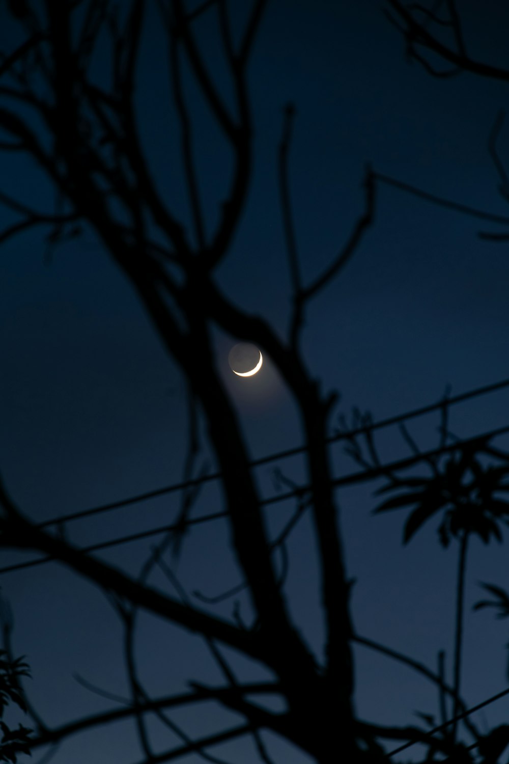 silhouette of tree branch during night time