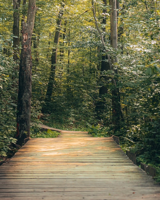 brown wooden pathway in the middle of green trees in London Canada