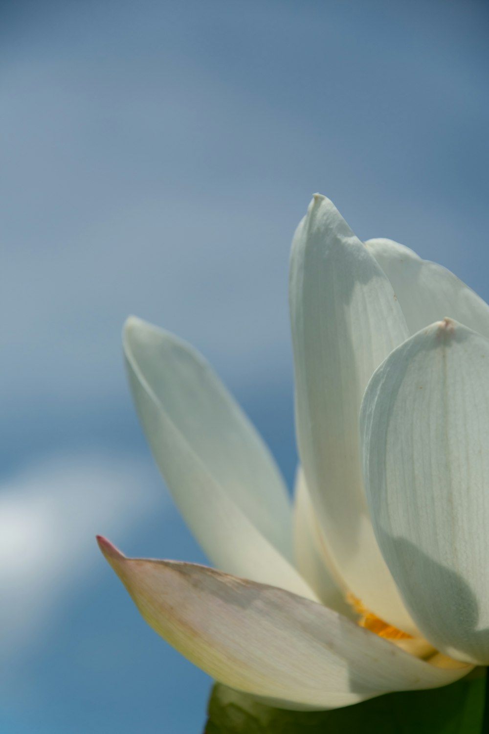 white flower in macro shot