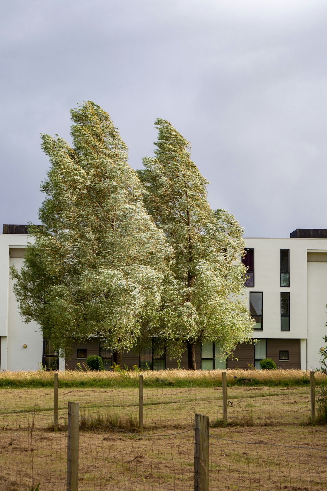 green tree in front of white concrete building