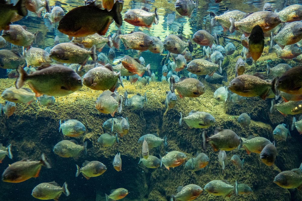 school of fish in water