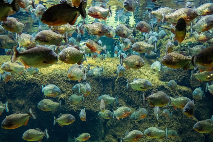 Piranhas: Separating Fact from Fiction