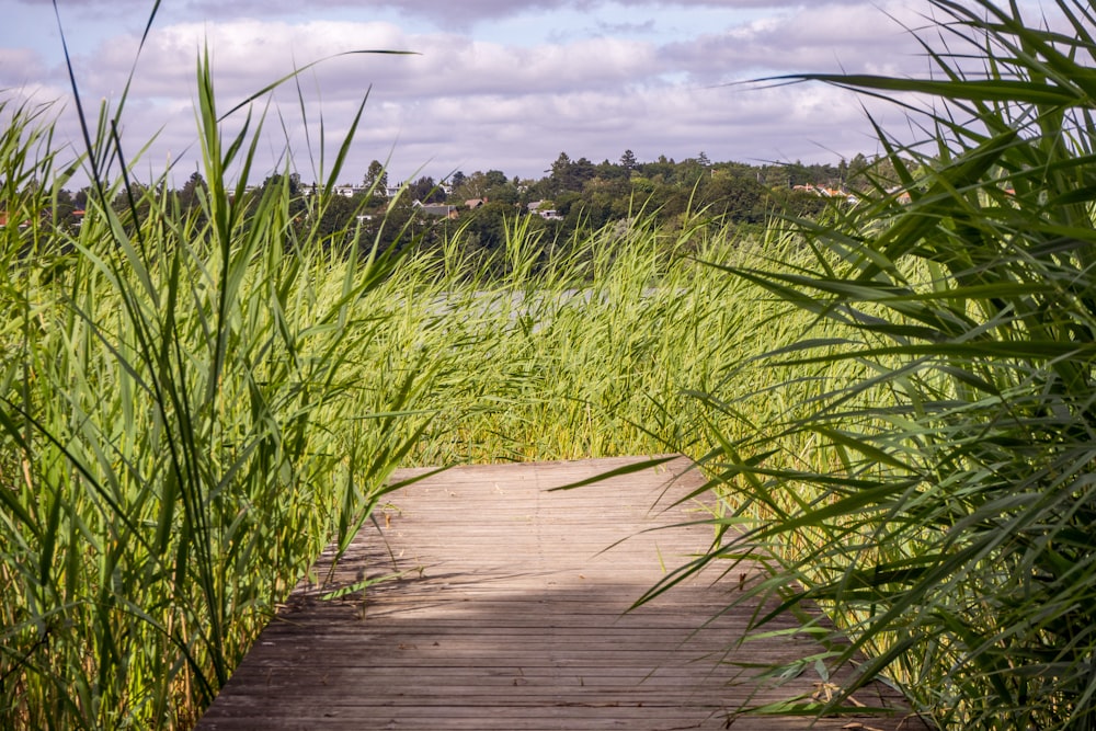 brown wooden pathway between green grass field under white clouds during daytime