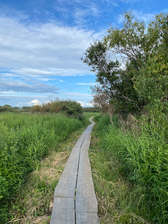 gray concrete pathway between green grass field under blue sky during daytime in Koivusaari Finland