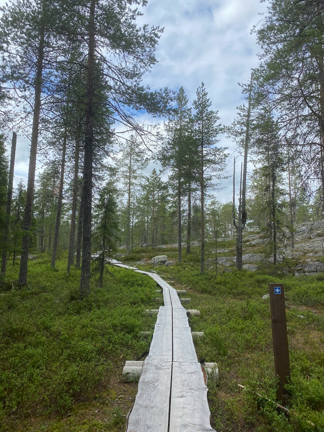 Forest photo spot Juhannuskalliontie Rovaniemi