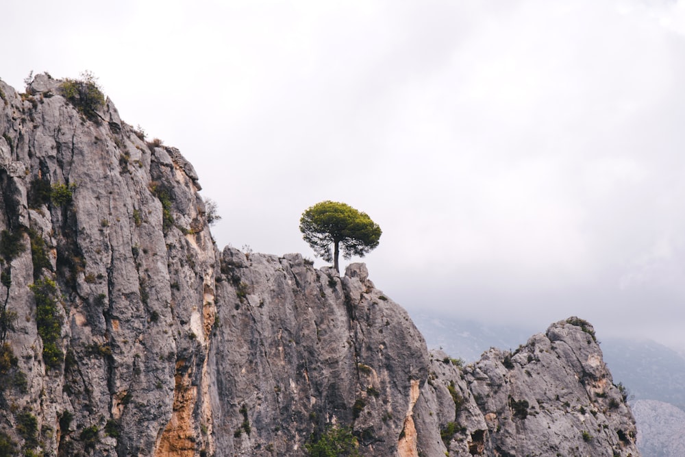 green tree on rocky mountain during daytime