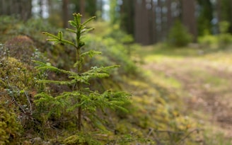A young evergreen tree stands in a lush forest environment. The tree's bright green needles contrast with the surrounding moss and soft earth. Sunlight filters through the trees, creating a peaceful, natural setting. The background consists of tall, blurred trees, suggesting depth and tranquility.