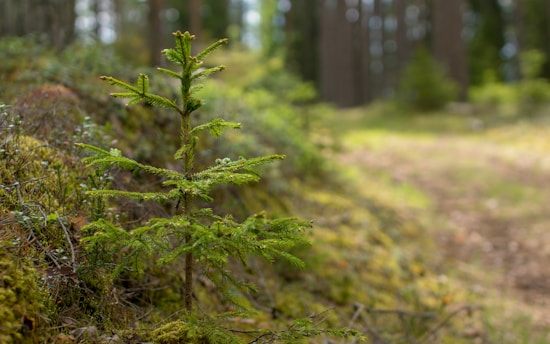 A young evergreen tree stands in a lush forest environment. The tree's bright green needles contrast with the surrounding moss and soft earth. Sunlight filters through the trees, creating a peaceful, natural setting. The background consists of tall, blurred trees, suggesting depth and tranquility.