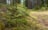 A young evergreen tree stands in a lush forest environment. The tree's bright green needles contrast with the surrounding moss and soft earth. Sunlight filters through the trees, creating a peaceful, natural setting. The background consists of tall, blurred trees, suggesting depth and tranquility.