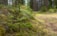 A young evergreen tree stands in a lush forest environment. The tree's bright green needles contrast with the surrounding moss and soft earth. Sunlight filters through the trees, creating a peaceful, natural setting. The background consists of tall, blurred trees, suggesting depth and tranquility.