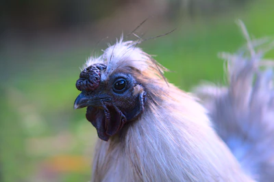 Close-up of a plump broiler chicken with glossy feathers under soft lighting