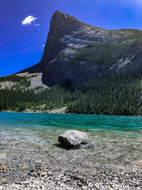 green trees near body of water during daytime in Bow Valley Provincial Park - Kananaskis Country Canada