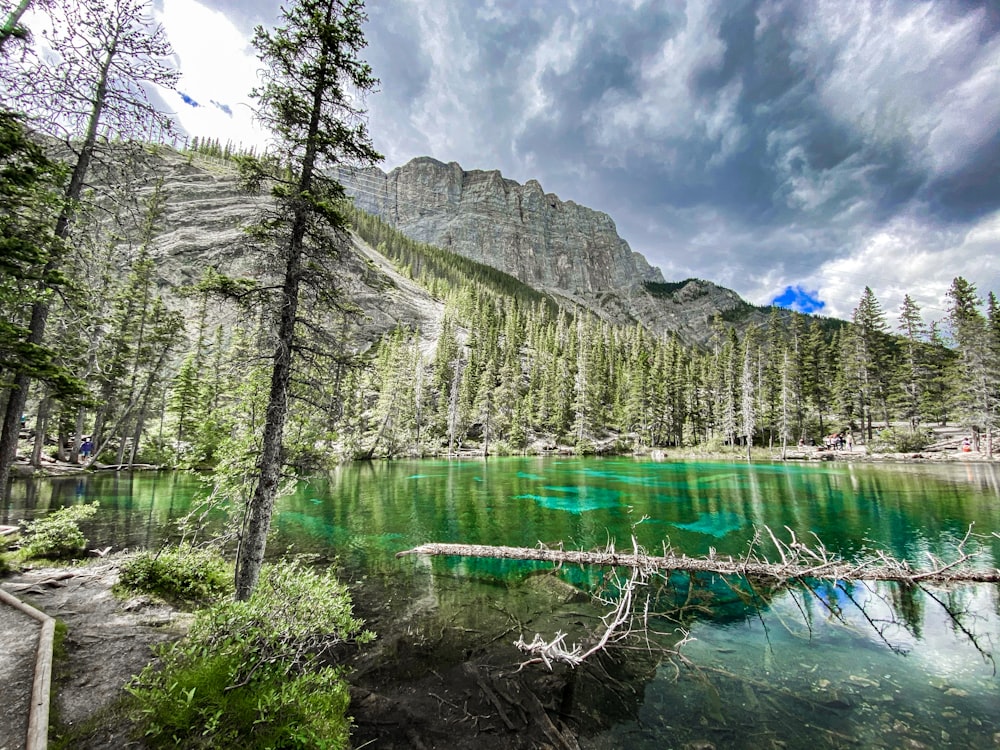 green trees near body of water under blue sky during daytime