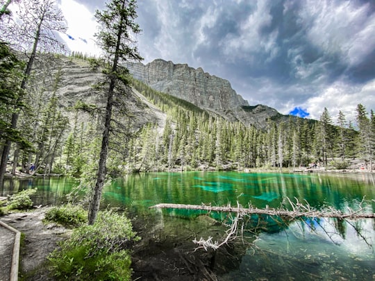 green trees near body of water under blue sky during daytime in Grassi Lakes Canada