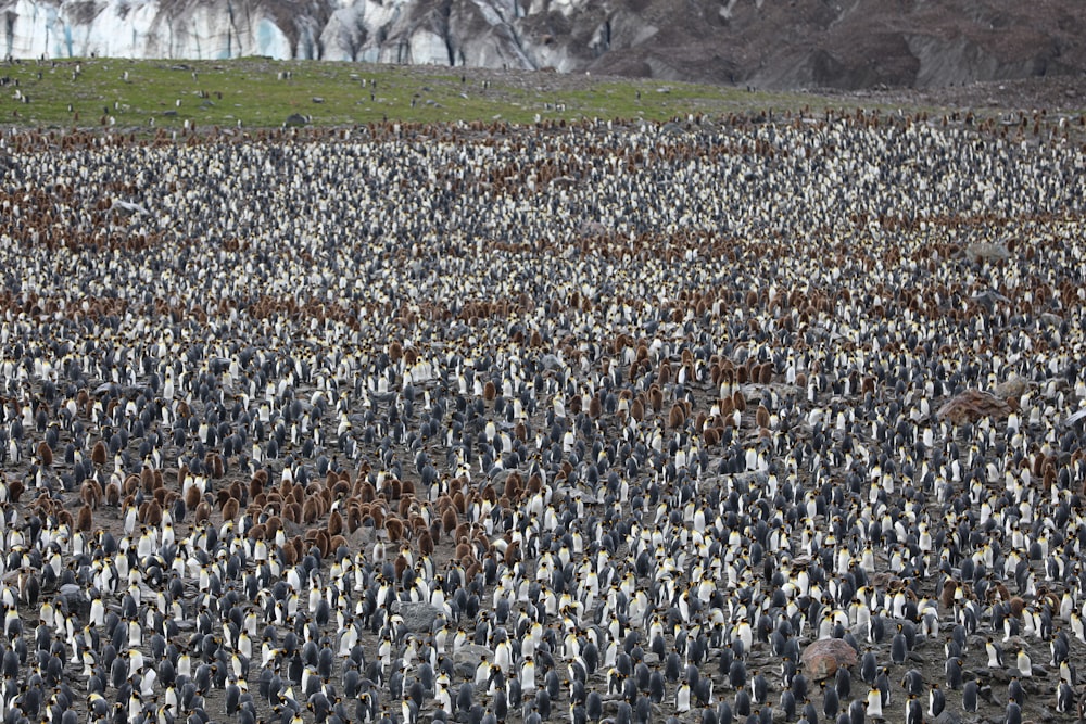 people on green grass field during daytime