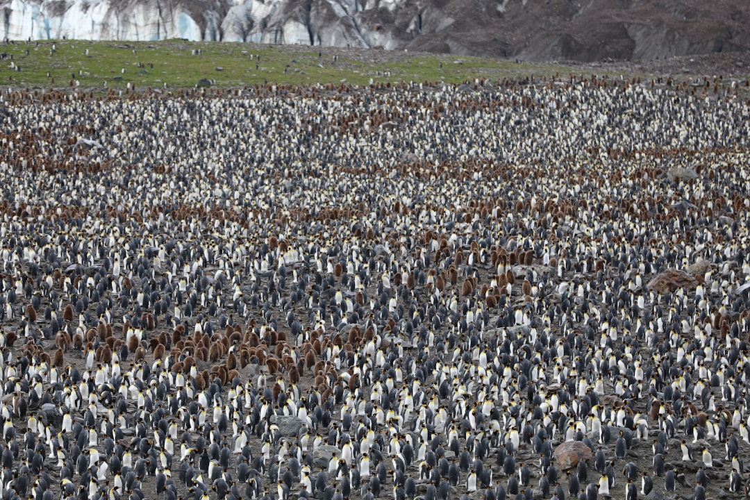 Antarctica in November What to Really