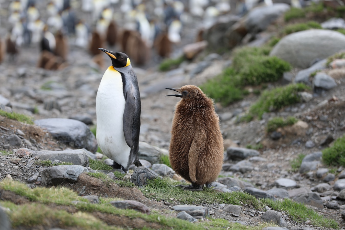 king penguin with a fluffy brown chick on grey rocks