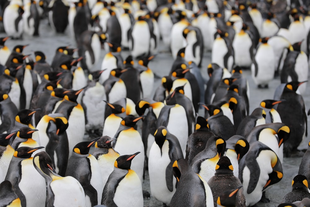 1,742 Penguins And Rangers And Shamus Stock Photos, High-Res