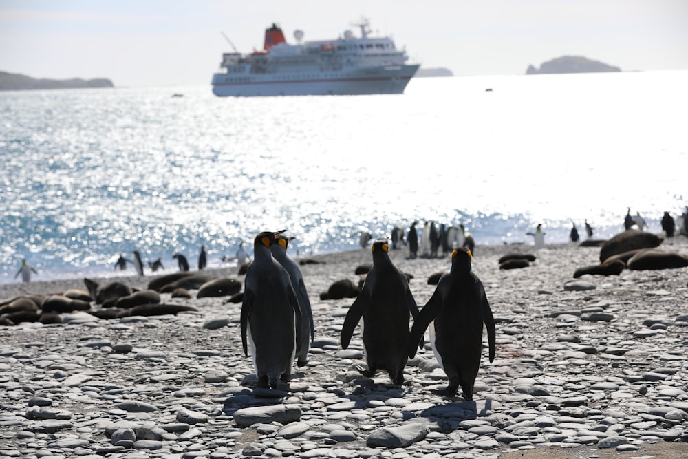 group of penguins on beach during daytime