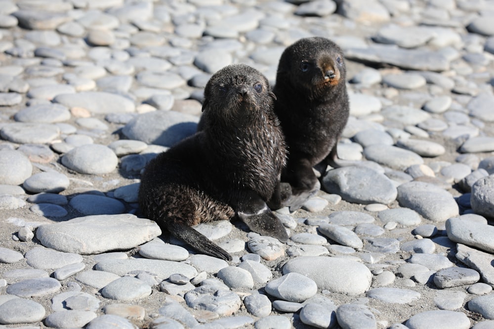 black seal on white and gray stones