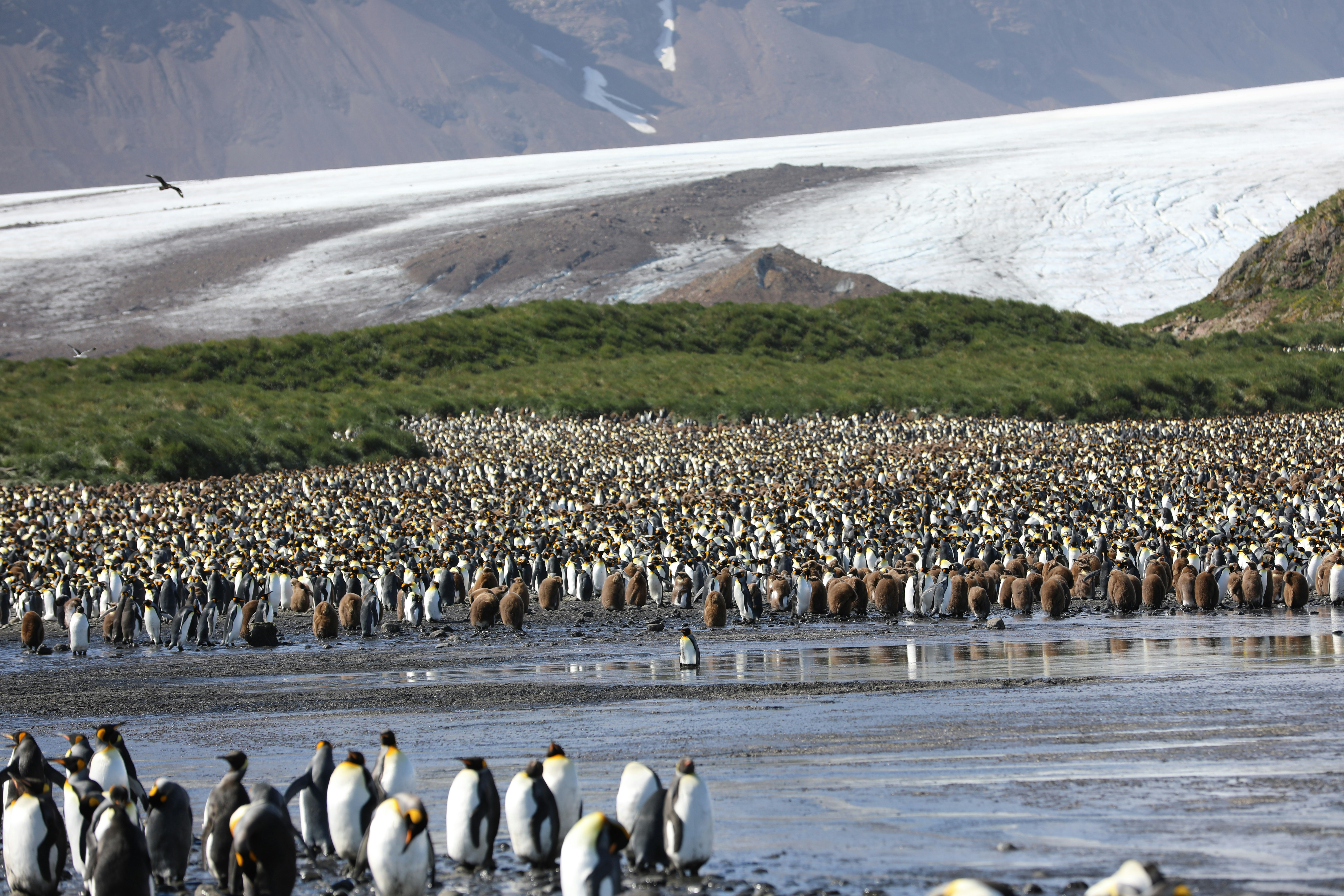 penguins on green grass field during daytime