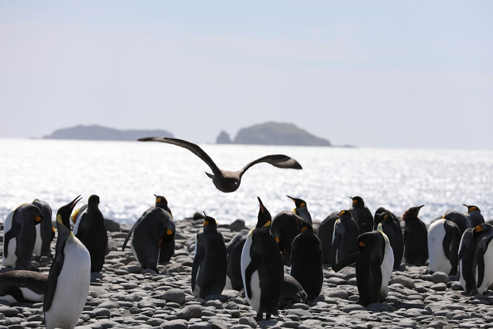 flock of penguins on shore during daytime