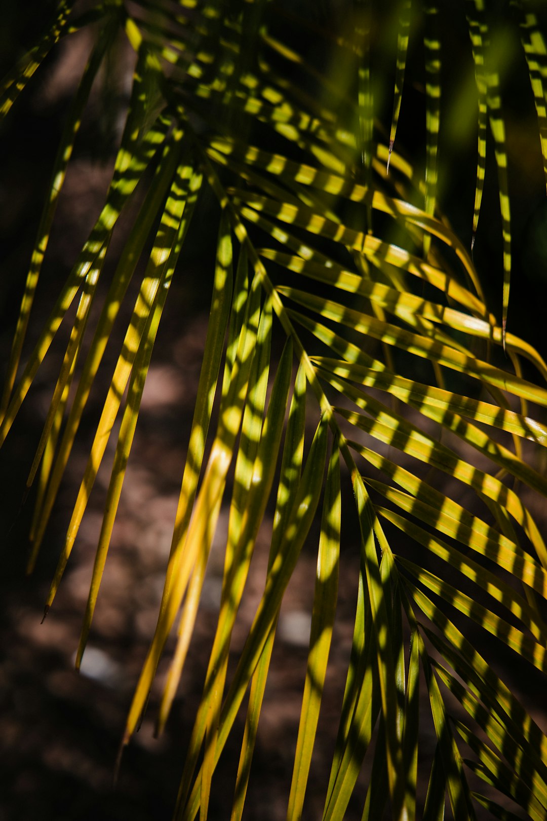 green leaf plant during daytime