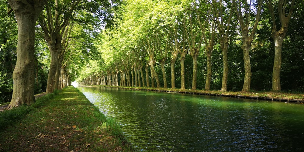 green trees beside river during daytime