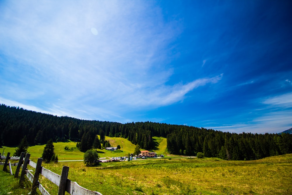 green trees under blue sky during daytime