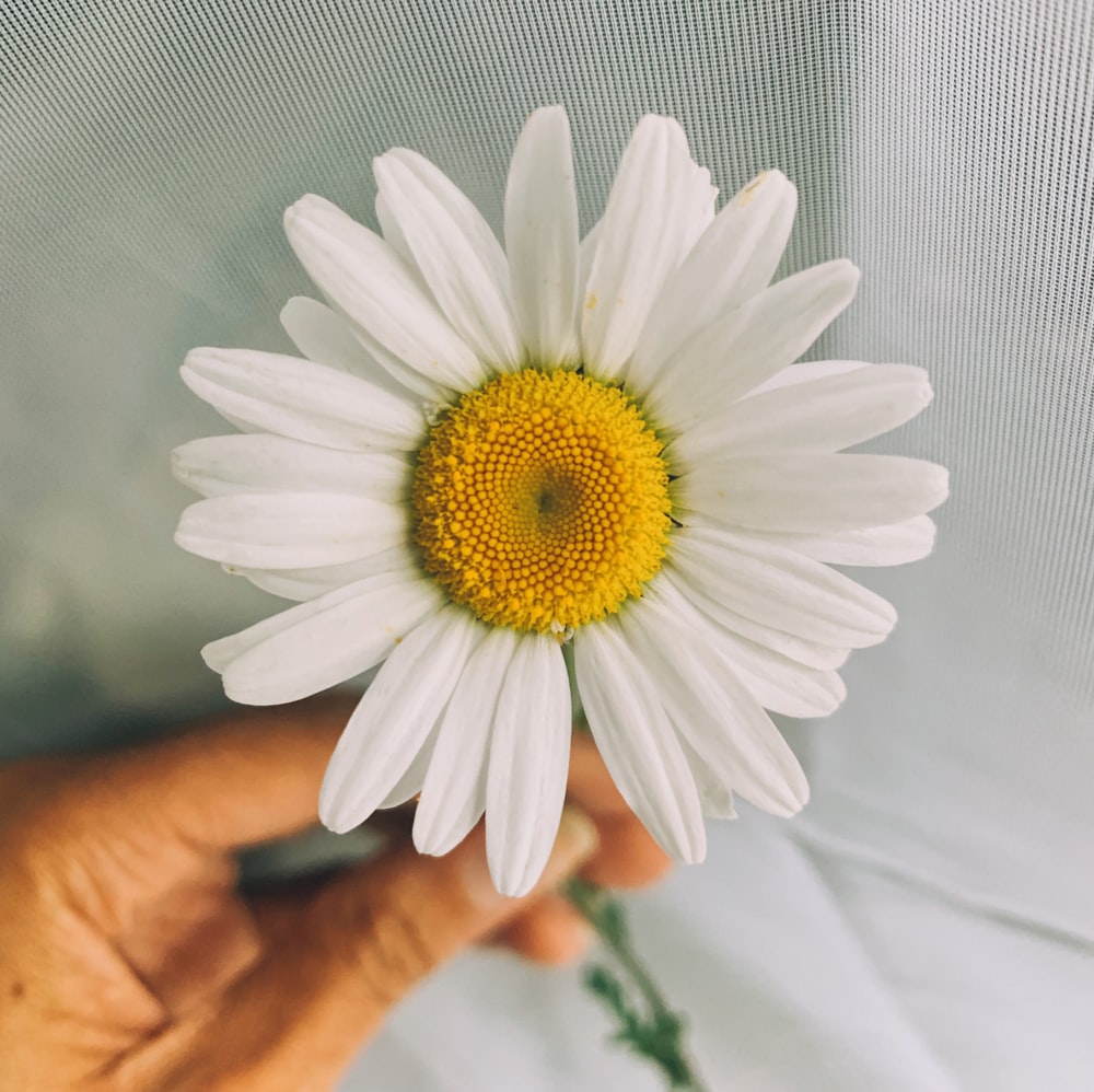 white daisy in bloom during daytime