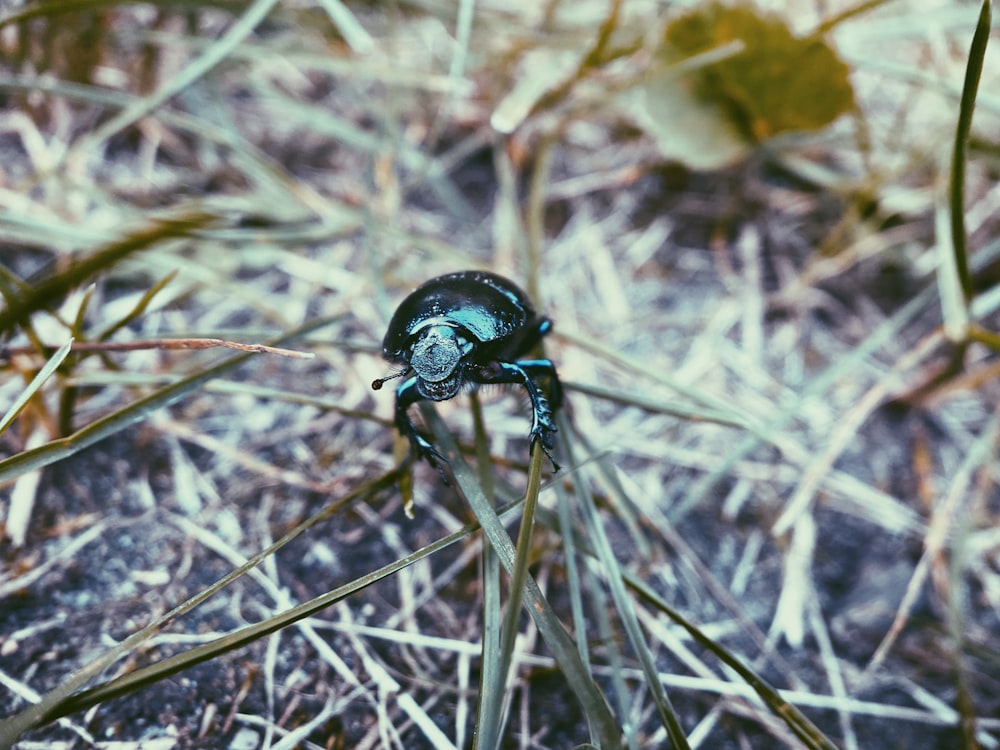 black beetle on brown dried grass during daytime