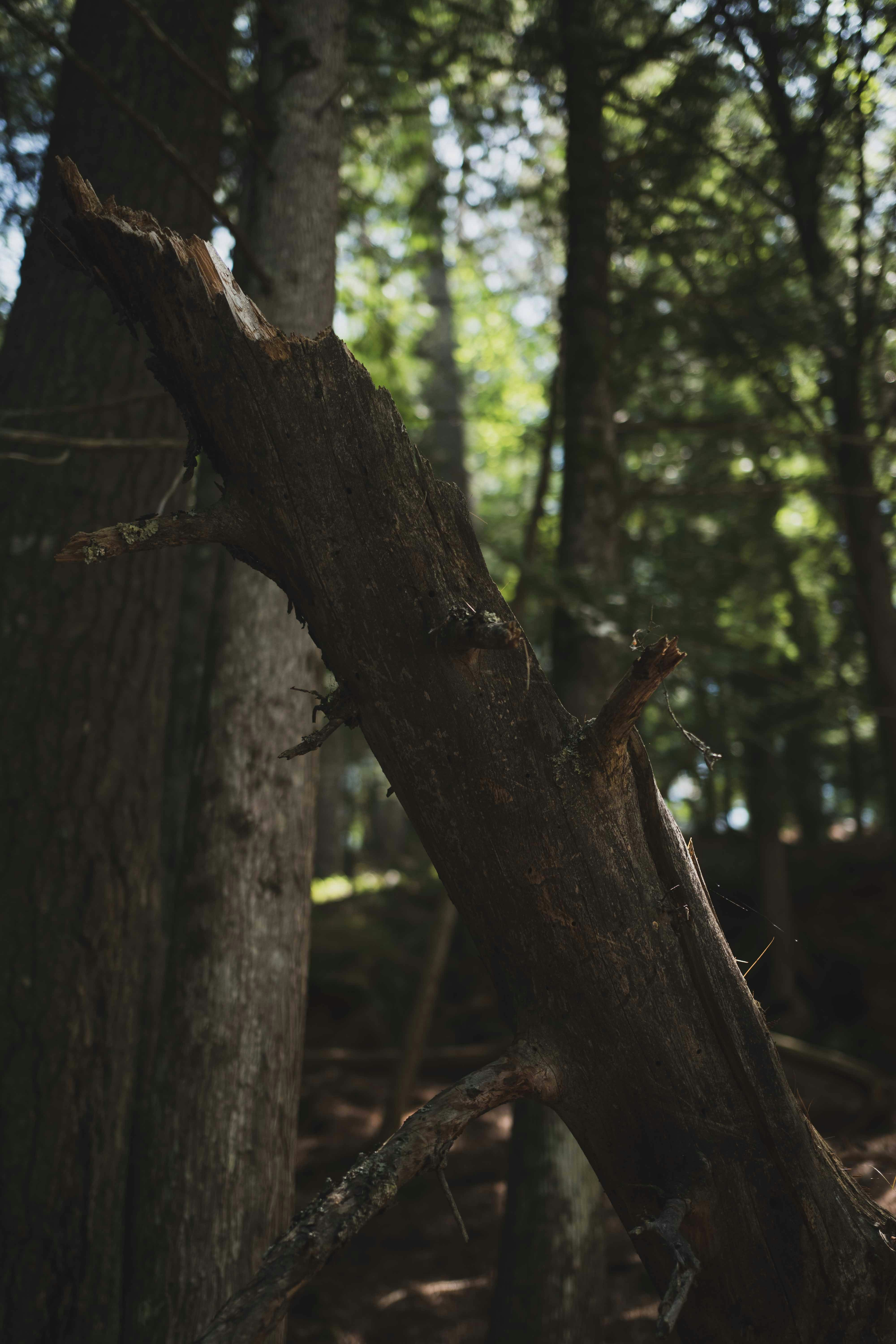 Midnight Forest Cloak