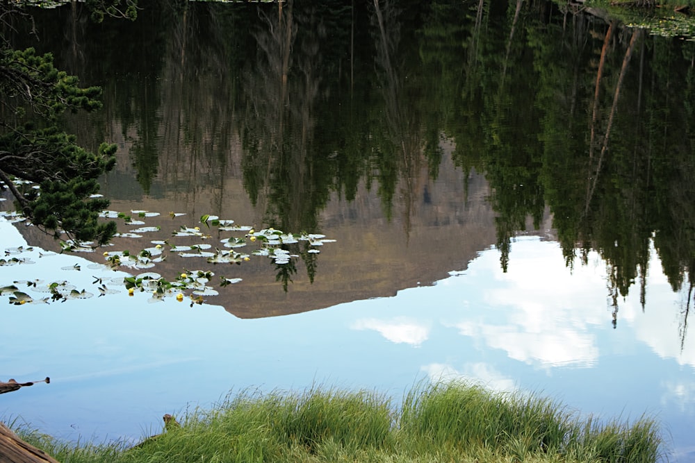 green grass and trees beside river during daytime