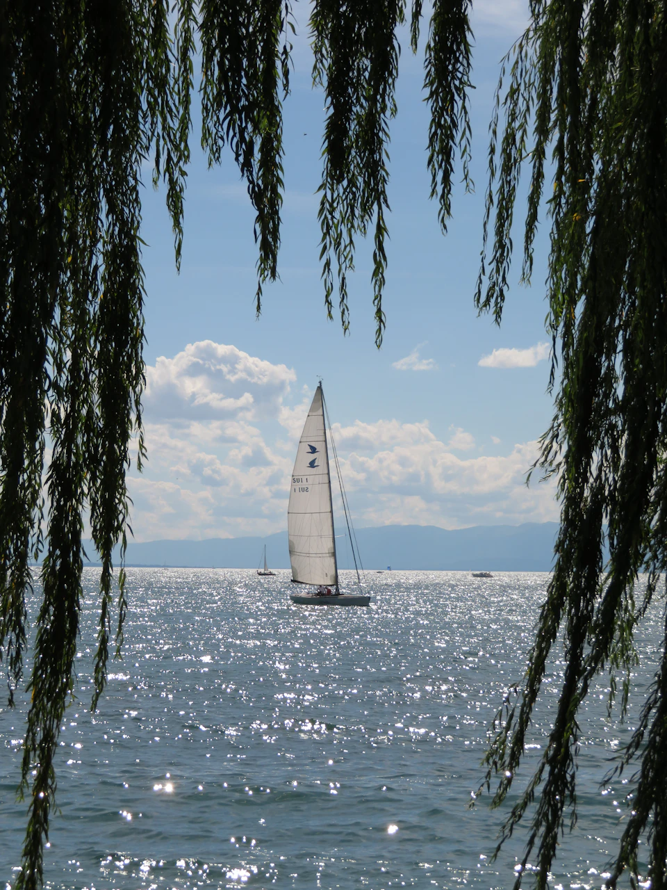 The image depicts a serene scene on a lake, with two sailboats gracefully sailing across the water under a clear blue sky dotted with fluffy white clouds. The boats are positioned close to each other and appear to be moving towards the right side of the frame. In the foreground, there is a lush green tree branch extending over the water, adding a touch of nature's beauty to the scene.