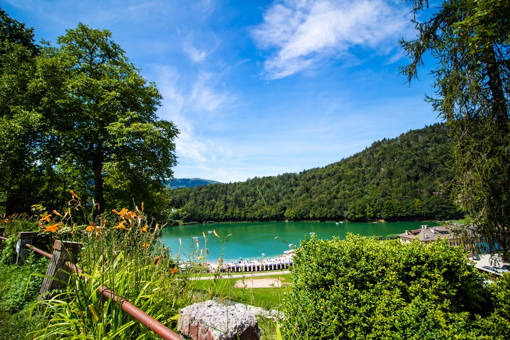 green trees near body of water under blue sky during daytime